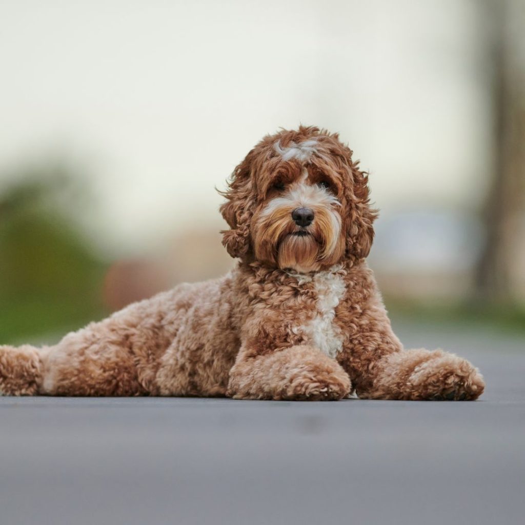 Pet-Friendly Rentals, Nanaimo Rentals
