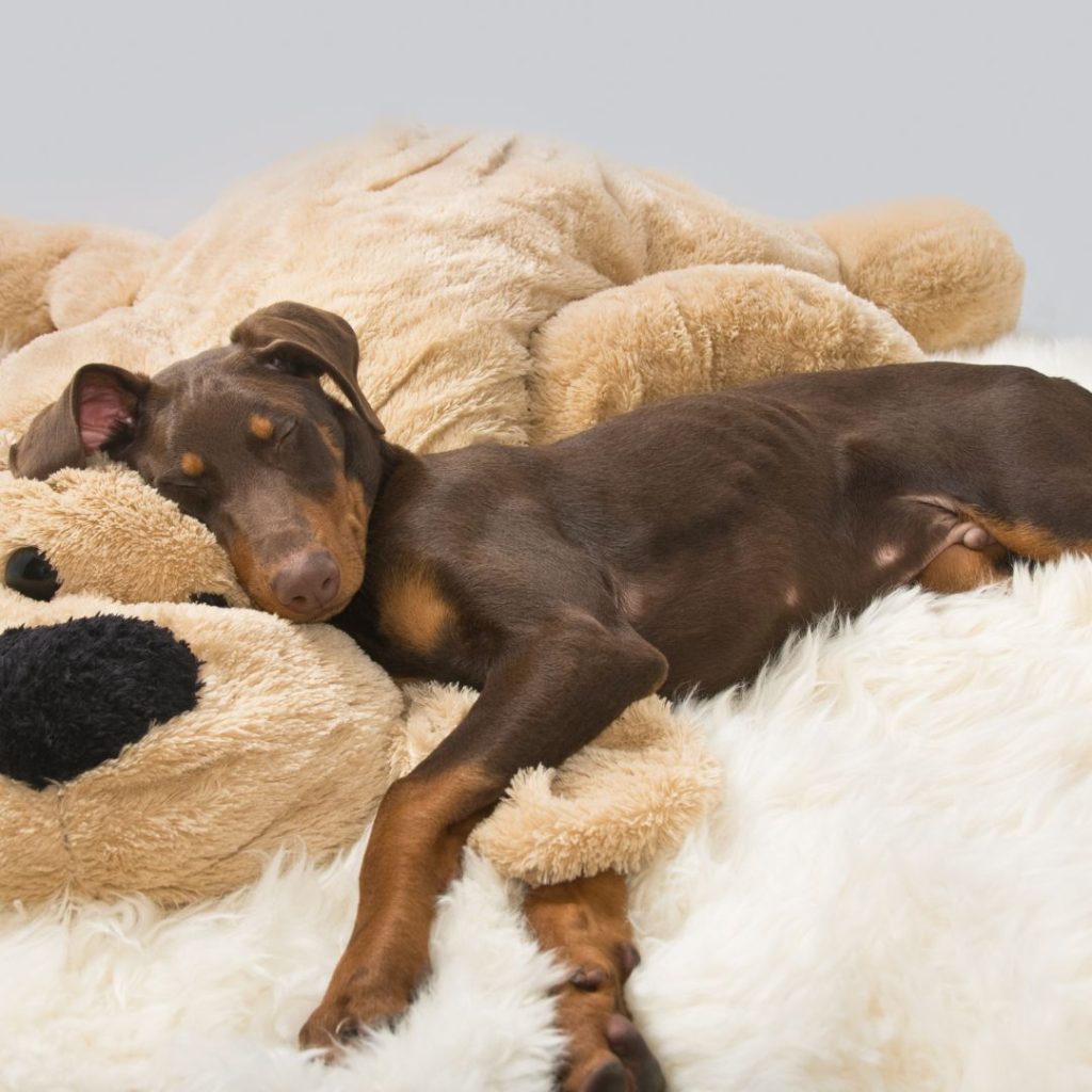 Pets are Family Too, Nanaimo Rentals