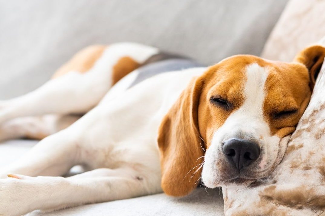 Pet Friendly Rentals, Nanaimo Rentals