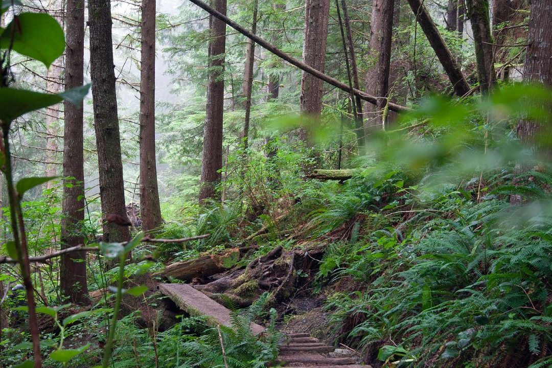 Nanaimo Rentals, Westwood Lake, Jingle Pot Road, VIU
