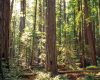 Westwood Lake: Nature Just Steps Away