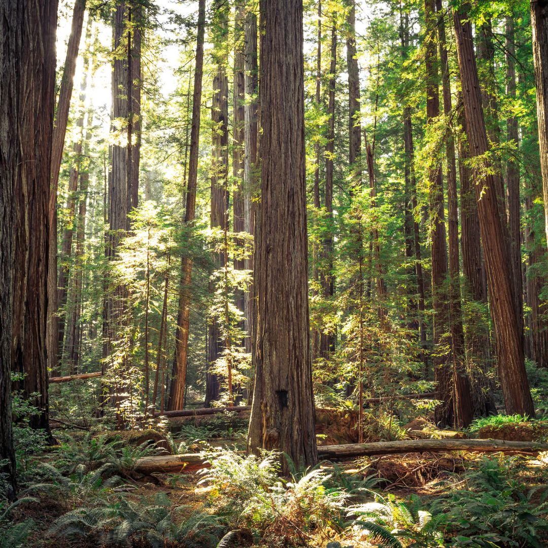 Westwood Lake: Nature Just Steps Away